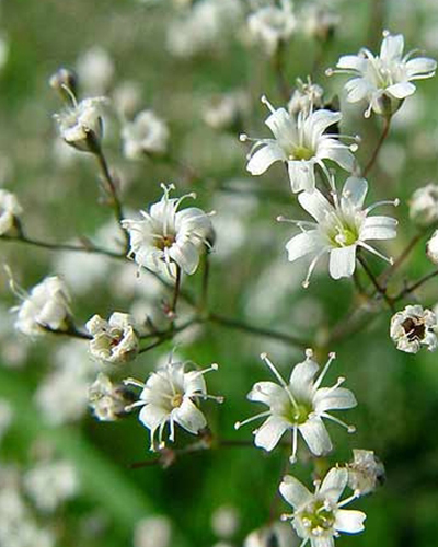 GYPSOPHILA PANICULATA 25 kusov